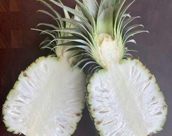 Live Florida White Pineapple Plant – 1 Gal Pot – 1–2 Ft Tall – Edible Tropical Fruit Plant – Young Plant – No Shipping to Ca, Hi, Pr, Gu, Ak