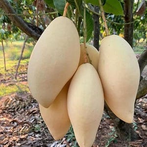 May include: A cluster of ripe, pale yellow mangoes hanging from a tree branch. The mangoes have an elongated shape and a smooth skin. Green leaves and tree branches are visible in the background, suggesting an outdoor setting.