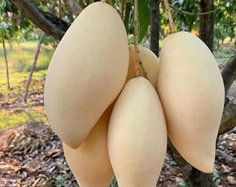 Live Nam Dok Mai Mango Tree – 3 Gal Pot – Approx. 3 Feet Tall – Tropical Fruit Tree