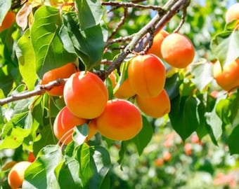 Live Apricot Tree – 3 Gal Pot – 2–3 ft Tall – Sweet Edible Fruit – No Shipping to Ca, Hi, Pr, Gu, Ak