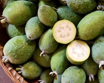 Live Pineapple Guava Plant – Feijoa Sellowiana – Fruit Bearing Shrub – 3 Gallon Pot – No Shipping to Ca, Hi, Pr, Gu, or Ak