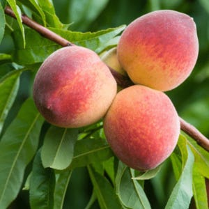 Live Flaming Fury Georgia Peach Plant – 3 Gal Pot – 3 ft Tall – Fruit Tree – Edible Sweet Peaches – No Shipping to Ca, Hi, Pr, Gu, or Ak
