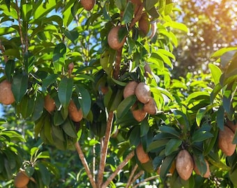Live Sapodilla Tree – 3 Gal Pot – 3–4 ft Tall (Air-layered) – Fruit-Bearing & Healthy Plant