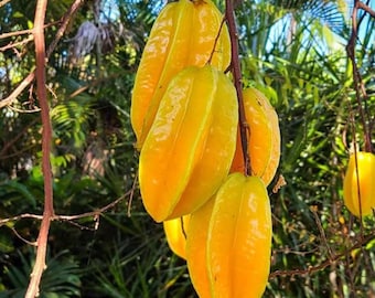 Live Sweet Starfruit Tree – 3 Gal Pot – Grafted – Fruit-Bearing & Healthy Plant