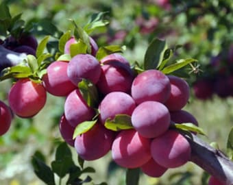 Live Methley Plum Plant – 3 Gal Pot – 3 ft Tall – Fruit Tree – Edible Sweet Plums – No Shipping to Ca, Hi, Pr, Gu, or Ak
