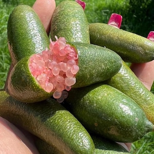 May include: A collection of green finger limes, with one cut open to reveal pink, caviar-like pulp. The limes are oblong and have a textured skin. The background is blurred, suggesting an outdoor setting.