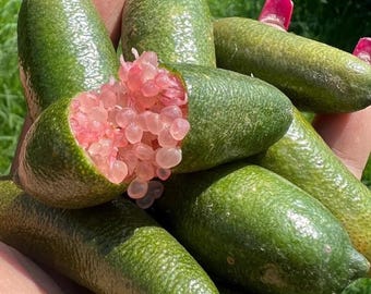 Live Grafted Pink Finger Lime Tree – 3 Gal – 2–3 ft – Edible Citrus Tree – No Ship to Ca, Hi, Pr, Gu, or Ak