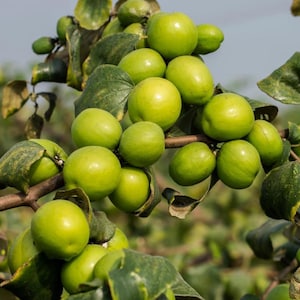 Live Thai Jujube Plant – 3 Gal Pot – 1 ft Tall – Sweet Edible Fruit Tree – No Shipping to Ca, Hi, Pr, Gu, or Ak