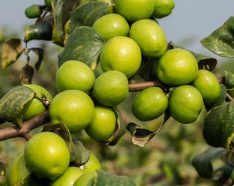 Live Thai Jujube Plant – 3 Gal Pot – 1 ft Tall – Sweet Edible Fruit Tree – No Shipping to Ca, Hi, Pr, Gu, or Ak