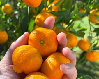 Live Kishu Mandarin Plant – 1 Gal Pot – 2–3 ft Tall – Sweet Fruit for Eating & Juicing No Shipping to Ca, Hi, Pr, Gu, Ak