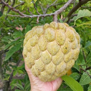 May include: A close-up of a custard apple, held in a hand, with a textured, light yellow-green exterior. The fruit is attached to a branch with green leaves in the background. The fruit's surface is bumpy.
