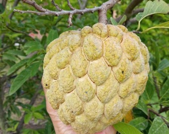Live Sugar Apple Custard (Yellow) Tree – 3 Gal Pot – Approx. 2-3 Feet Tall – Fruit-Bearing Tree