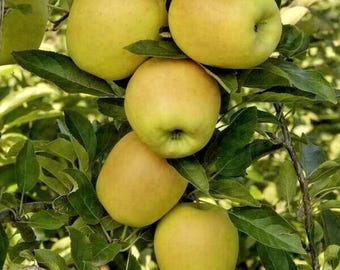 Live Golden Delicious Apple Plant – 3 Gal Pot – 2–3 ft Tall – Sweet Apples for Eating or Baking – No Shipping to Ca, Hi, Pr, Gu, or Ak