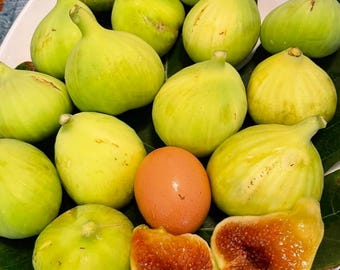 Live LSU Gold Fig Plant – 1 Gal Pot – 1–2 Ft Tall – Edible Fig Tree – Young Plant – Not Yet Fruiting – No Shipping to Ca, Hi, Pr, Gu, Ak