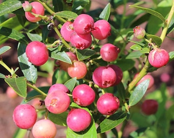 Live Blueberry Pink Lemonade Plant – 2 Gal Pot – Sweet Pink Berries for Garden & Edible Landscaping – No Shipping to Ca, Hi, Pr, Gu, or Ak