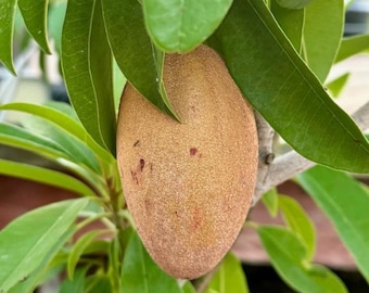 Live Alano Sapodilla Tree – 3 Gal Pot – 3 Feet Tall – Healthy & Fruit-Bearing