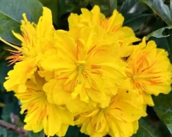 Live Tho Huong Ornamental Apricot Blossom Tree (Mai Cuc Tho Huong) – 1 Gallon – 12–18 in Tall – Fragrant Yellow Flowering Tree
