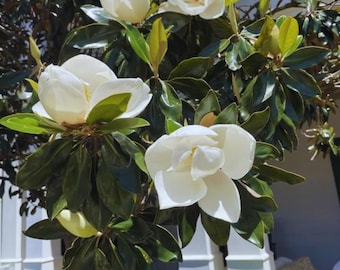 Live Sweetbay Magnolia Tree – 3 Gal Pot – 2–3 ft Tall – Fragrant White Flowers – No Shipping to Ca, Hi, Pr, Gu, Ak