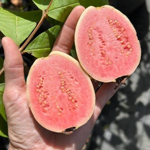Live Ruby Supreme Guava Plant – 3 Gal Pot – 2–3 Feet Tall – Flowering – No Shipping To Ca, Hi, Pr, Gu, and AKk