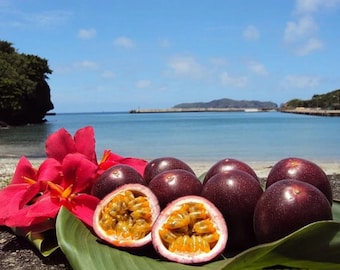 Live Red Passion Fruit Plant – 1 Gal Pot – 1–2 Ft Tall – Young Edible Fruit Tree – No Shipping to Ca, Hi, Pr, Gu, Ak