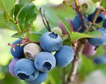 Live Brightwell Blueberry Plant – 2 Gal Pot – Sweet Edible Blueberries for Garden & Patio – No Shipping to Ca, Hi, Pr, Gu, or Ak