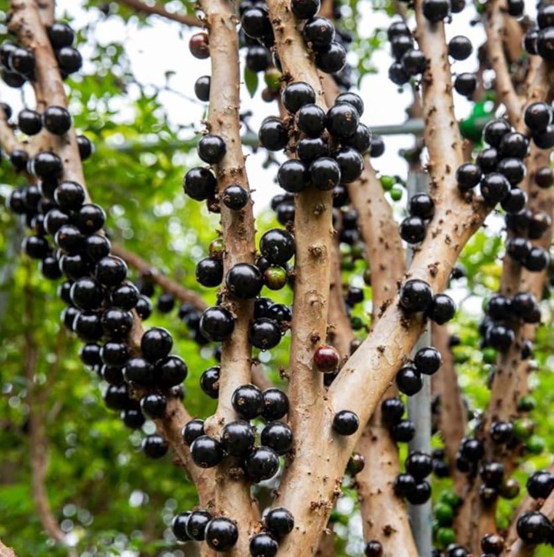 Live Jaboticaba – Sabara Tree (airlayered) – 3 Gal Pot – Approx. 1-2 ...