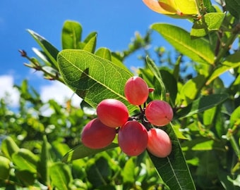 Live Miracle Tree – 3 Gal Pot – 1–2 ft Tall – Sweet-Tasting Fruit – No Shipping to Ca, Hi, Pr, Gu, Ak