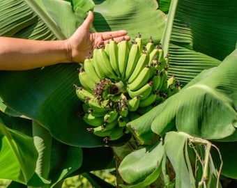 Live Dwarf Cavendish Banana – 3 Gal Pot – 2-3 Feet Tall – Tropical Fruit Plant