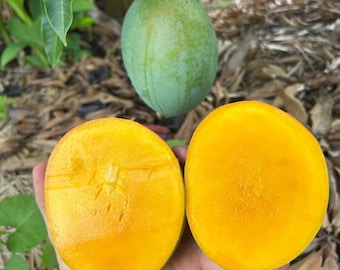 Live Alphonso Mango Plant – 3 Gal Pot – 2–3 Ft Tall – Edible Mango Tree – Young Plant – No Shipping to Ca, Hi, Pr, Gu, Ak
