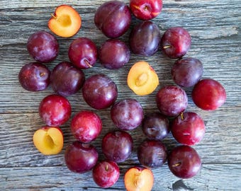 Live Santa Rosa Plum Plant – 3 Gal Pot – 3 ft Tall – Fruit Tree – Edible Sweet Plums – No Shipping to Ca, Hi, Pr, Gu, or Ak