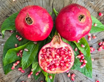 Live Parfianka Pomegranate Plant – 1 Gal Pot – 24–30" Tall – Sweet, Edible Fruit – Easy Care – No Shipping to Ca, Hi, Pr, Gu, Ak