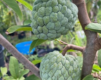 Live Soursop Plant (Graviola) – Annona Muricata – Tropical Fruit Tree – 1 Gal Pot – 24–30 in Tall – No Ship Ca, Hi, Pr, Gu, or Ak