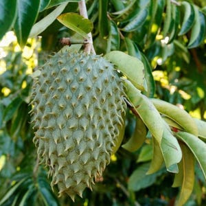 May include: A close-up of a soursop fruit hanging from a tree branch. The fruit is green with numerous small, spiky protrusions covering its surface. Green leaves surround the fruit, with sunlight filtering through the foliage.