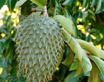 Live Soursop Tree – 3 Gal Pot – 3 ft Tall – Seed-Grown Tropical Fruit Tree – No Shipping to Ca, Hi, Pr, Gu, and Ak