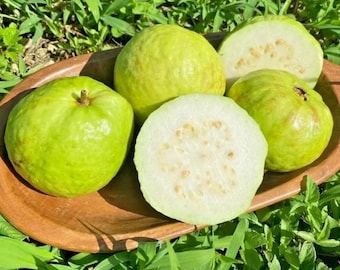 Live Thai Kilo Guava Plant – Airlayered – 3 Gal Pot – 2–3 ft Tall – Sweet, Edible Fruit – Easy Care – No Shipping to Ca, Hi, Pr, Gu, Ak