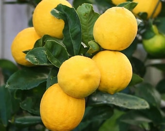 Live Meyer Lemon Tree – 1 Gal Pot – Compact & Fruit-Bearing Plant – No Shipping To Ca, Hi, Pr, Gu, and Ak