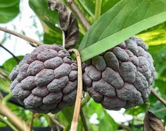 Live Sugar Apple (Red) Tree – 3 Gal Pot – Approx. 2-3 Feet Tall – Fruit-Bearing Tree