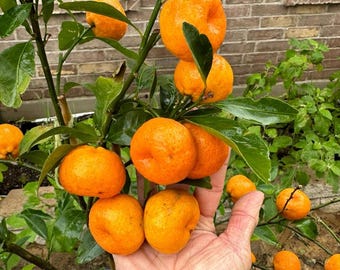 Live Kishu Mandarin Plant – 1 Gal Pot – Super Sweet, Seedless Mini Mandarin Tree – No Shipping to Ca, Hi, Pr, Gu, or Ak
