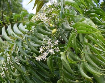 Live Neem Tree Plant – 2 Gal Pot – Approx. 3 Feet Tall – Ornamental & Shade Tree – No Shipping to Ca, Hi, Pr, Gu, or Ak