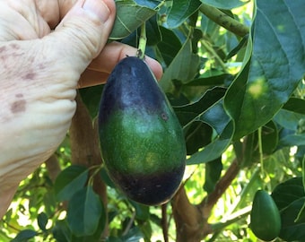 Live Mexicola Avocado Tree – 3 Gal Pot – 1–2 ft Tall – Fruit-Bearing Avocado – No Shipping To Ca, Hi, Pr, Gu, and Ak