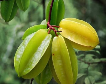 Live Starfruit (Sour) Tree – 3 Gal Pot – Approx. 2-3 Feet Tall – Fruit-Bearing Tree – No Shipping To Ca, Hi, Pr, Gu, and Ak