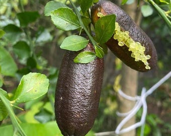Live Green Finger Lime Plant – 1 Gal Pot – 2–3 ft Tall – Unique Finger-Shaped Fruit – No Shipping to Ca, Hi, Pr, Gu, Ak