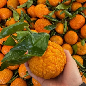 May include: A close-up shot of a pile of bright orange citrus fruits, some with green leaves. One large, textured fruit is held in a hand, showcasing its bumpy rind. The fruits are likely a type of mandarin orange or similar citrus.