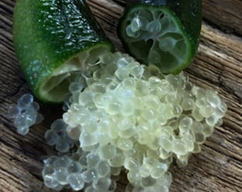 Live White Finger Lime Tree – Grafted – 3 Gal Pot – 1–2 ft Tall – Citrus Fruit Tree – No Shipping to Ca, Hi, Pr, Gu, or Ak