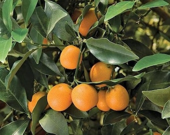 Live Meiwa Kumquat Plant – 1 Gal Pot – Sweet Citrus Tree – No Shipping to Ca, Hi, Pr, Gu, or Ak