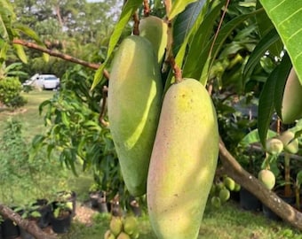 Live Maha Chanook Thai Mango Tree – 3 Gal Pot – Approx. 3 Feet Tall – Tropical Fruit Tree