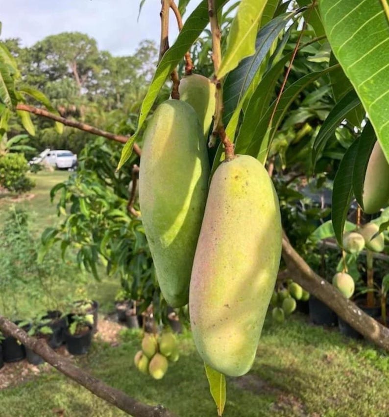 Live Maha Chanook Thai Mango Tree – 3 Gal Pot – Approx. 3 Feet Tall ...