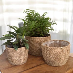 Może przedstawiać: Trzy plecione donice z liny o różnych rozmiarach, każda w naturalnym, jasnobrązowym kolorze. Dwie donice zawierają zielone rośliny z bujnym listowiem. Najmniejsza donica jest pusta, ukazując wewnętrzną wyściółkę. Donice stoją na drewnianej powierzchni.