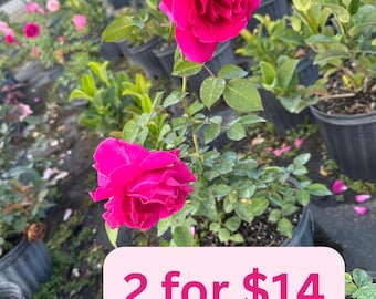 Hot Pink Rose Rooted Cuttings