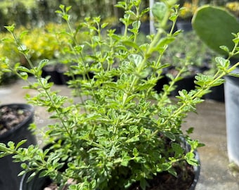 Four Jamaican Oregano Rooted Cuttings